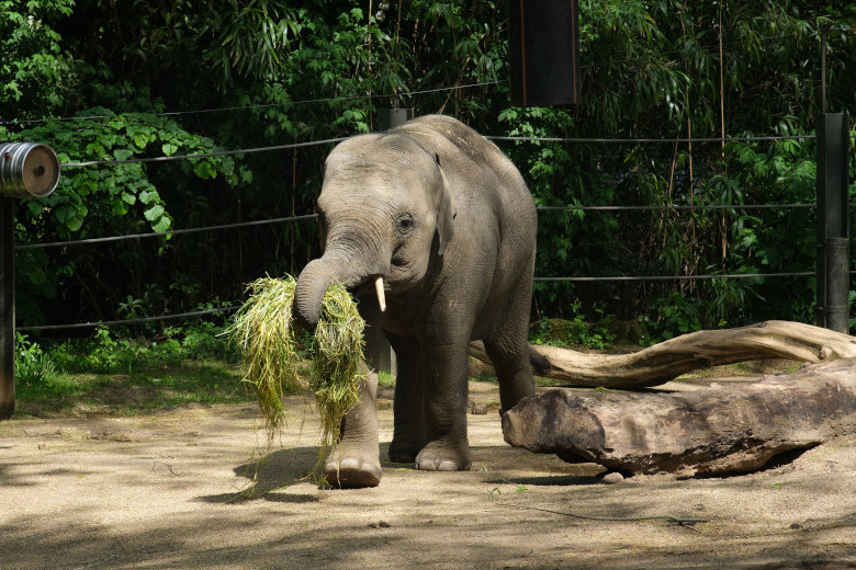 Zoo mit Papa