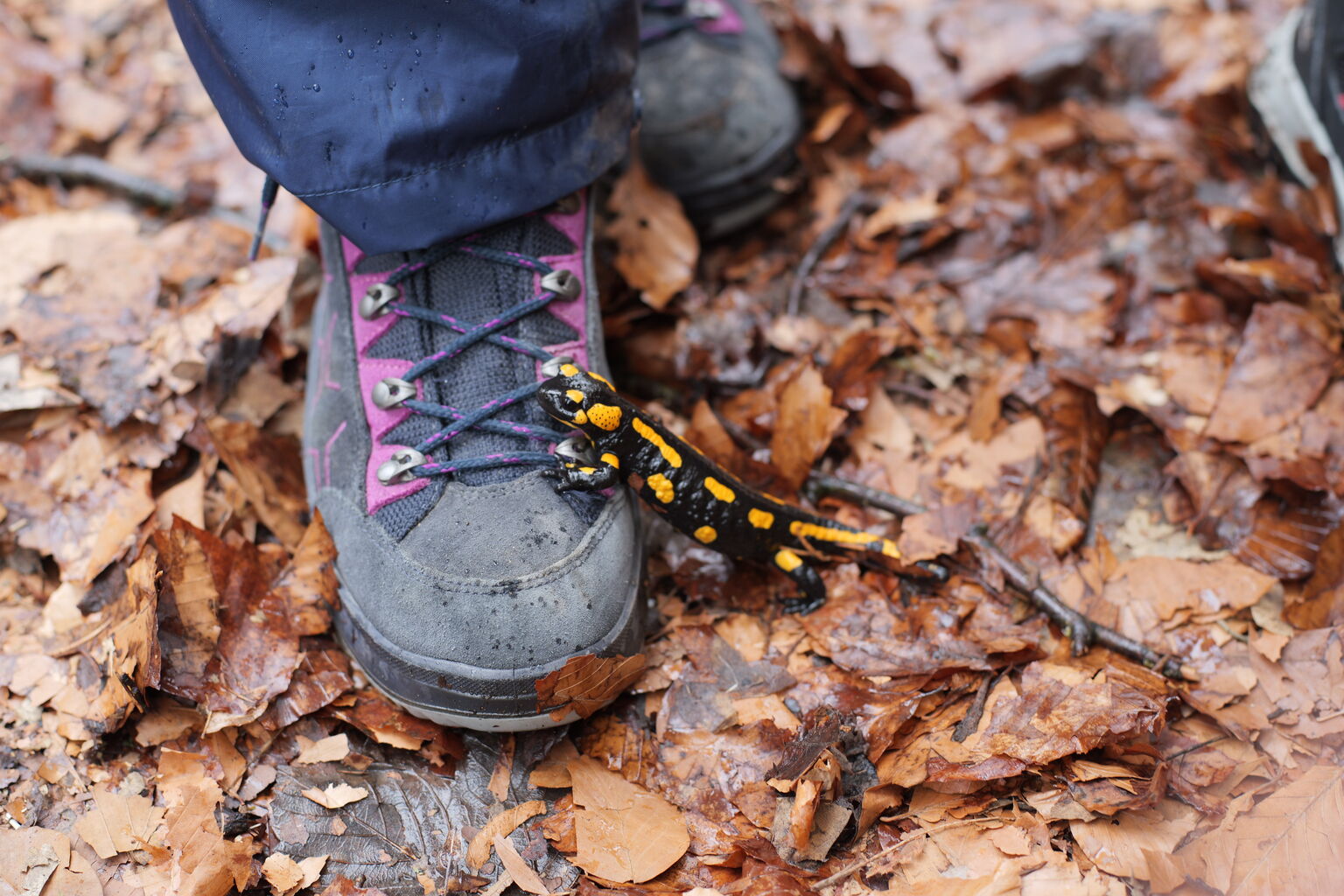 Pottenstein, Frühling 2026