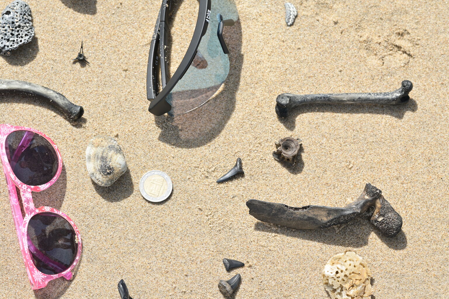 Fossiliensuche in Vosseslag