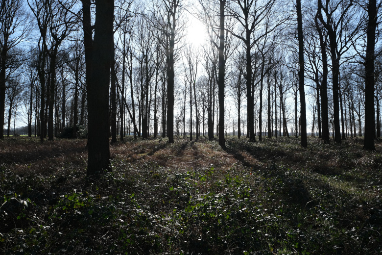 Entdeckungstour im Eulenwald