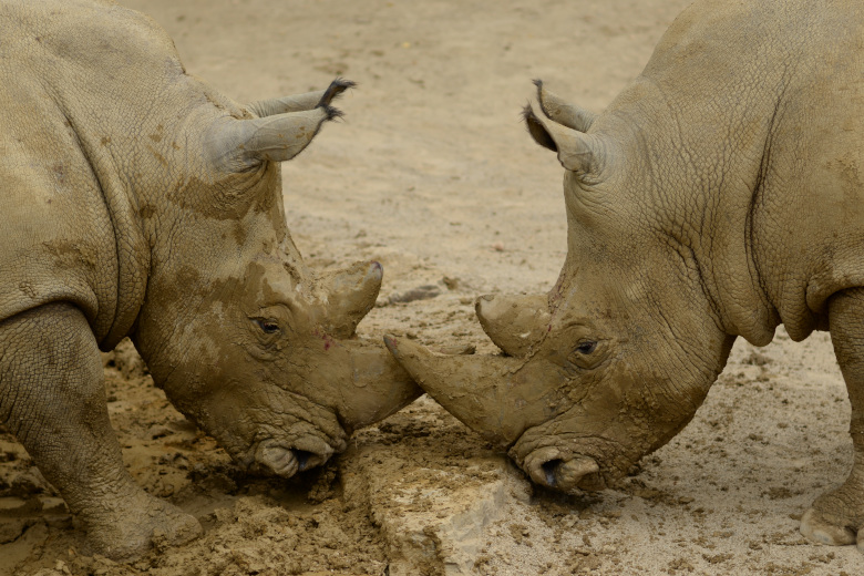 Zoo Antwerpen (4)