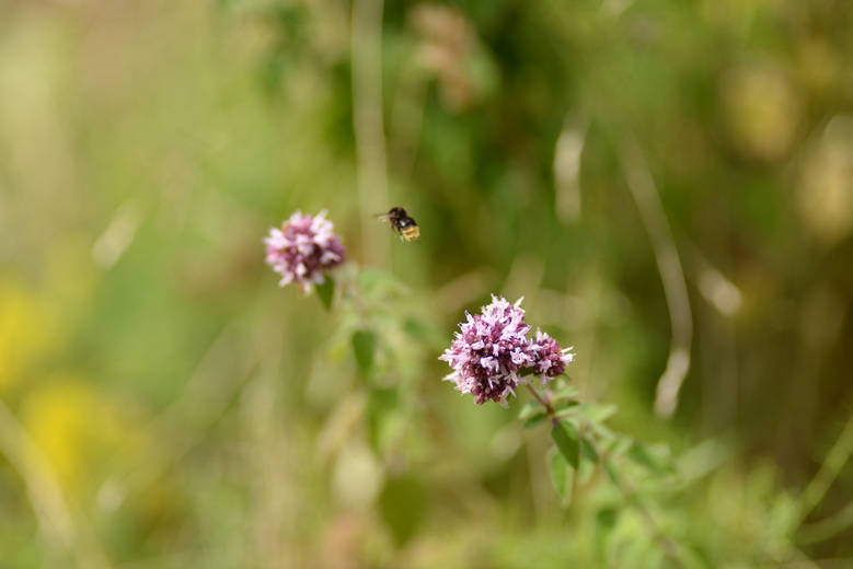 Groen Neerland: 'Kinderen baas'