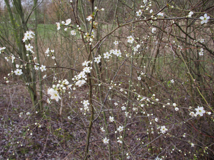 Park Van Eden (1)