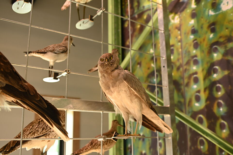 Naturalis in Leiden