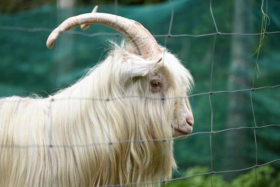 Kinderboerderij (2)