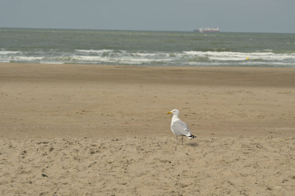 Uitkerkse Polder / Blankenberge
