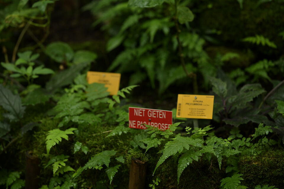 Plantentuin Meise (3)